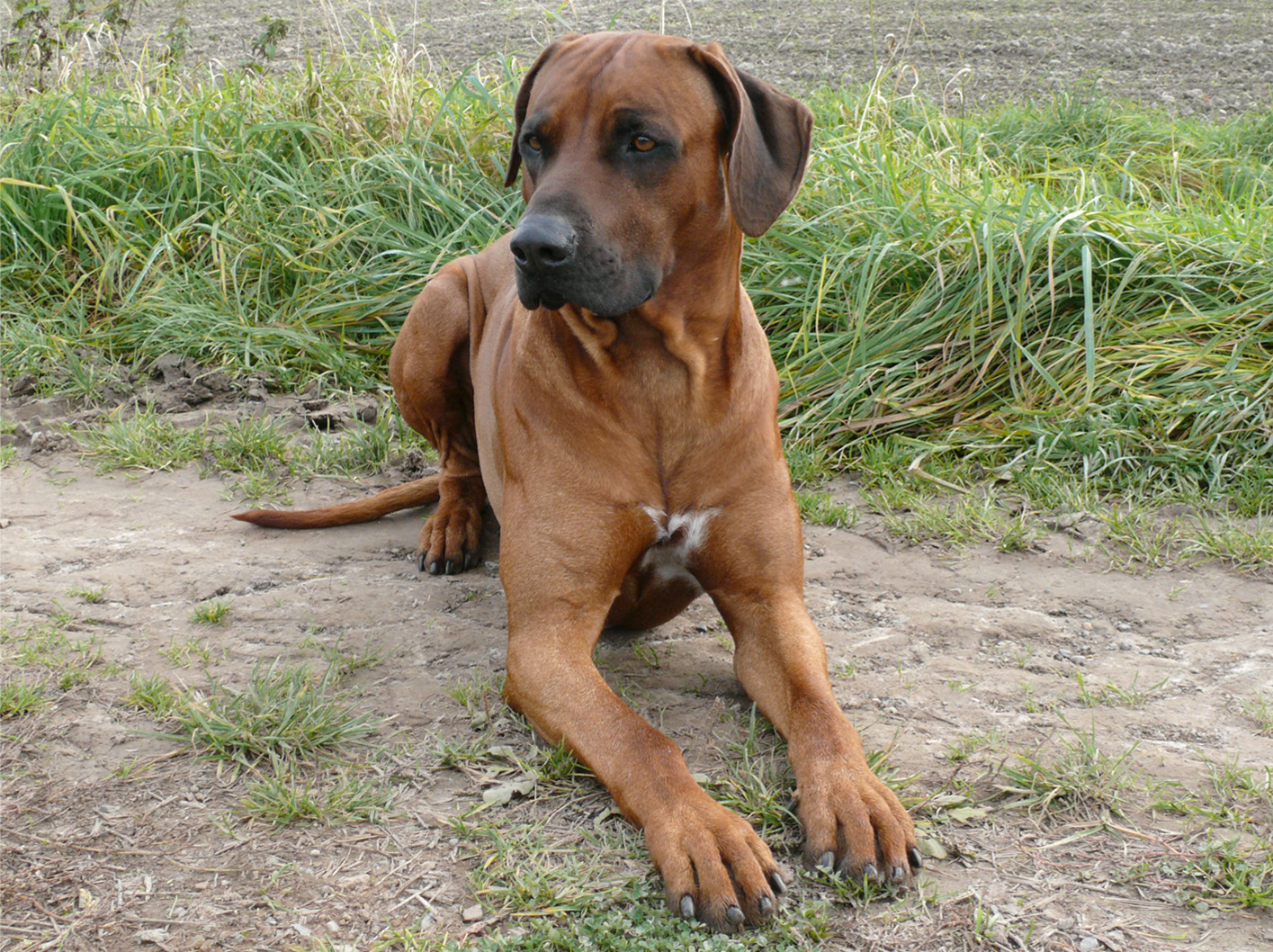 Akim